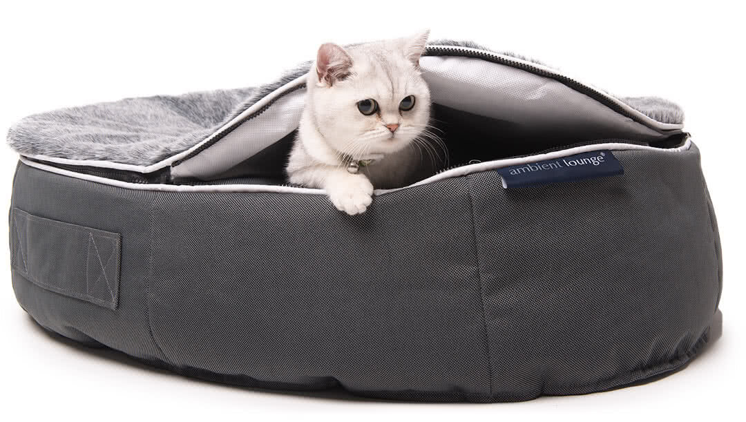 Cat emerging from bed