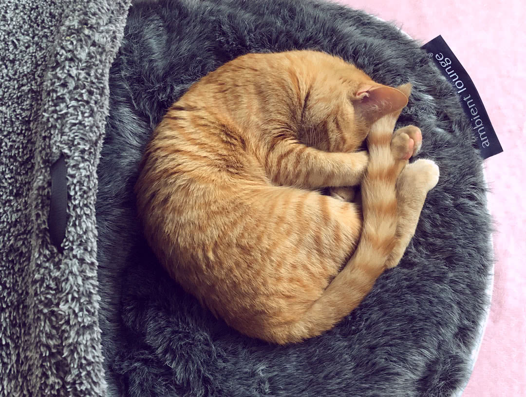 Cat scratching a red bed